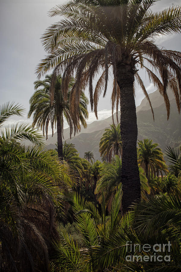 Palm trees on Gran Canaria Photograph by Patricia Hofmeester
