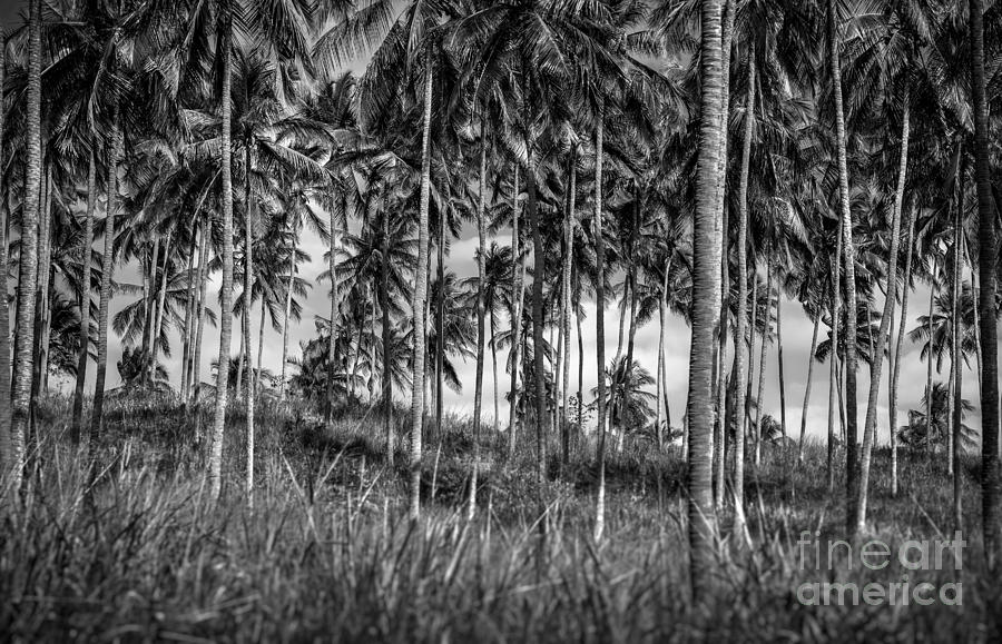 Palm trees plantation Photograph by Anna Om