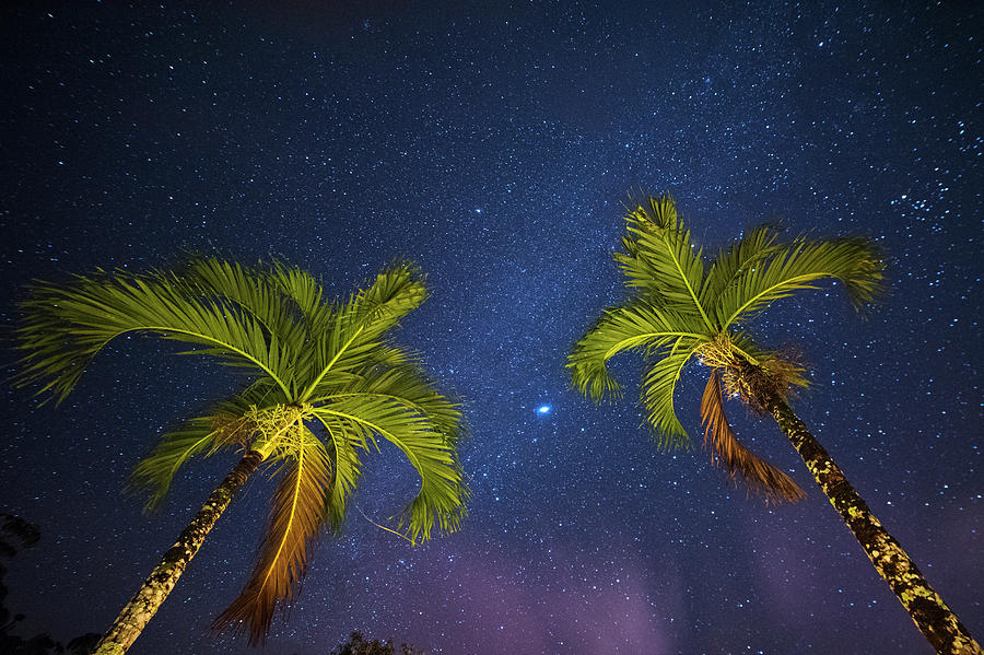 Palm trees reaching for the stars Belmopan Belize Rainforest Photograph ...