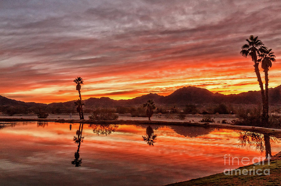 Palm Trees Reflections Photograph by Robert Bales