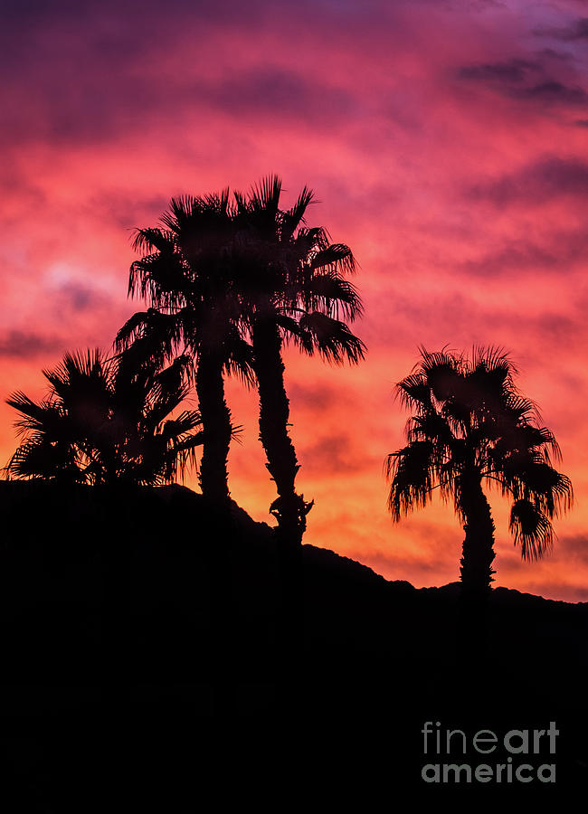 Palm Trees Silhouette Photograph by Robert Bales