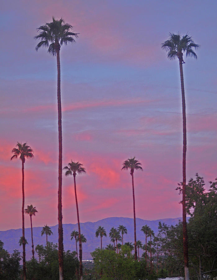 Tree Photograph - Palm Trees Silhouetted Against A Pink And Blue Sky by Jay Milo
