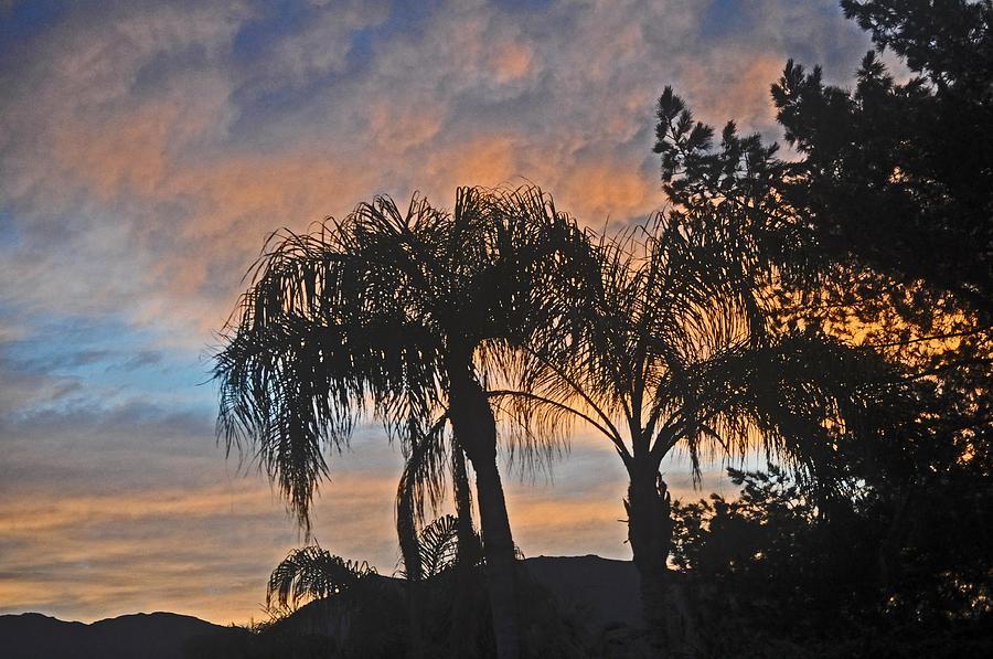 Palm Trees Silhouetted Against Cotton Candy Clouds Photograph by Jay Milo