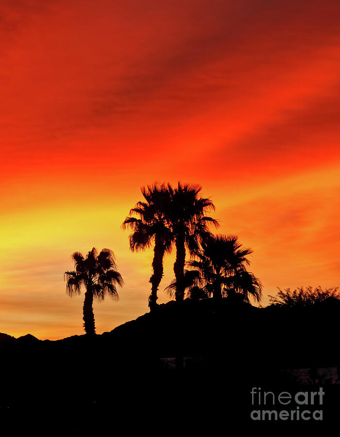 Palm Trees Silhouettes Photograph by Robert Bales