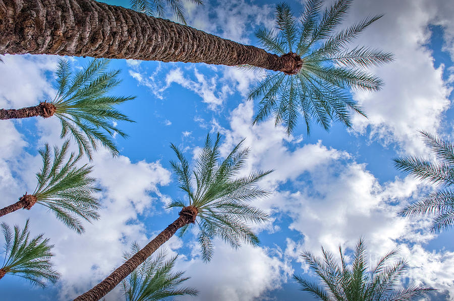 Palm Trees Sky beautiful Clouds Photograph by David Zanzinger