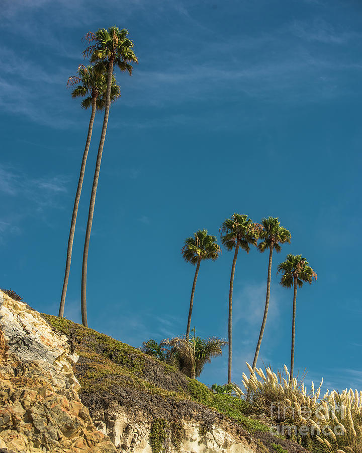 Palm Trees Photograph by Steven Natanson