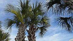 Palm Trees Photograph by Susan Mapes - Fine Art America