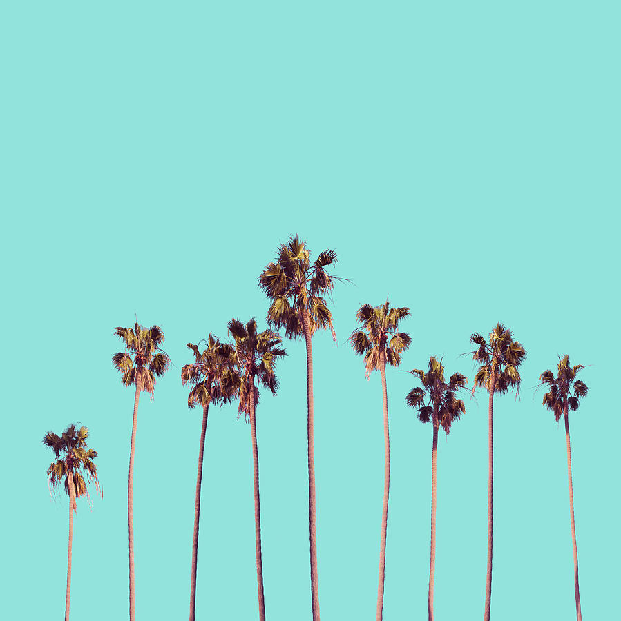 Palm Trees Turquoise Digital Art by Bekim M
