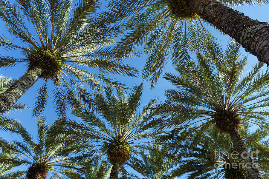 Palm Trees Umbrella Photograph by Jennifer White