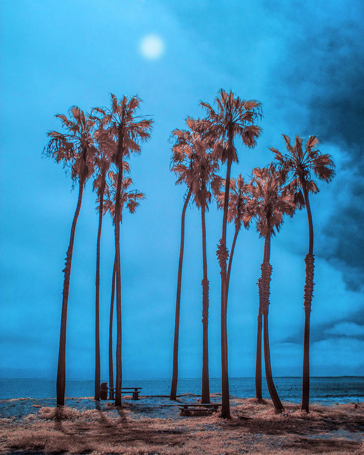 Palm Trees With Sun In Infrared By Cabrillo Beach Photograph