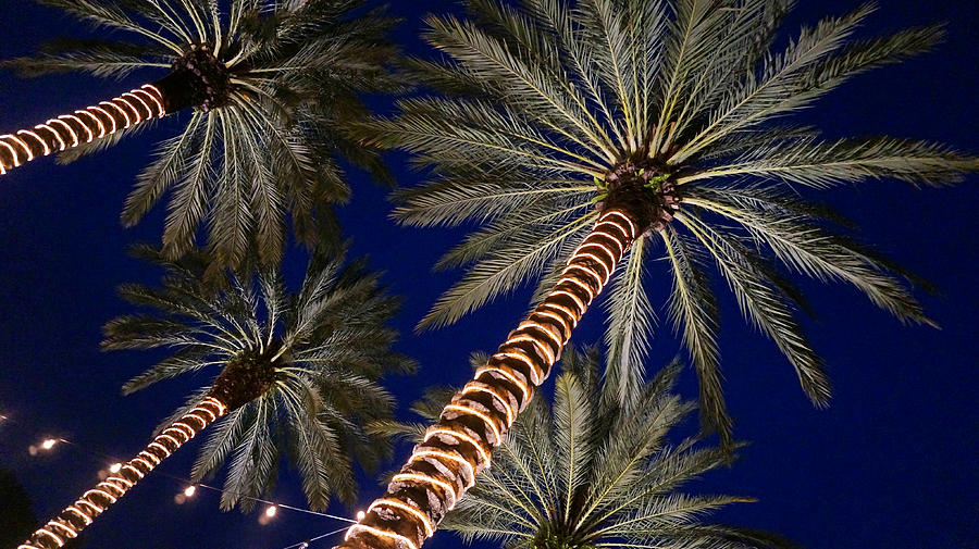 Palm Trees Wrapped In Lights Photograph by Lawrence S Richardson Jr