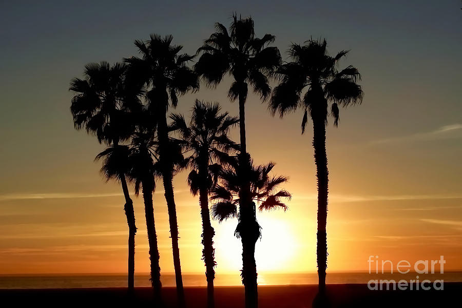  Palm Treescape at Sunset Photograph by Beth Myer Photography