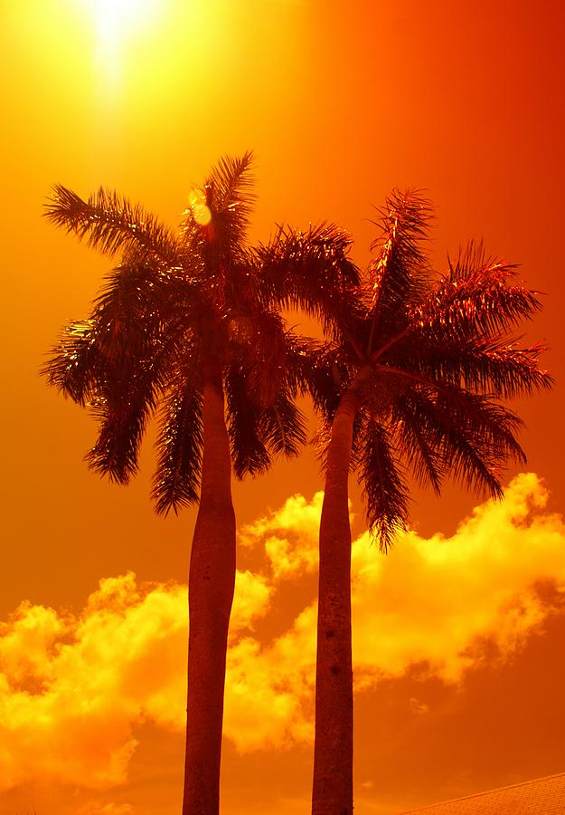 Palm Twins Photograph by Florene Welebny