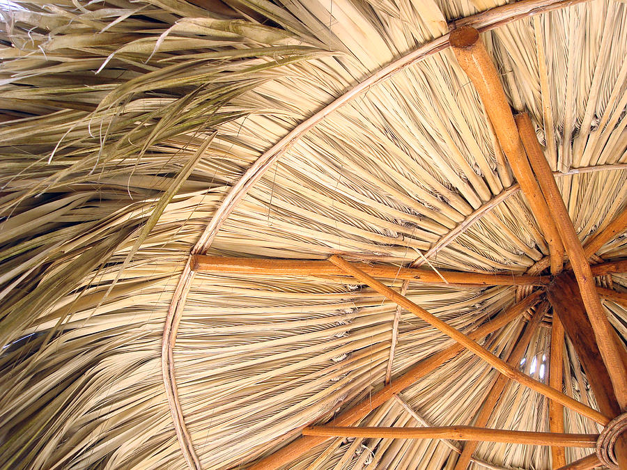 Palm Umbrella Photograph by Sandy Fisher