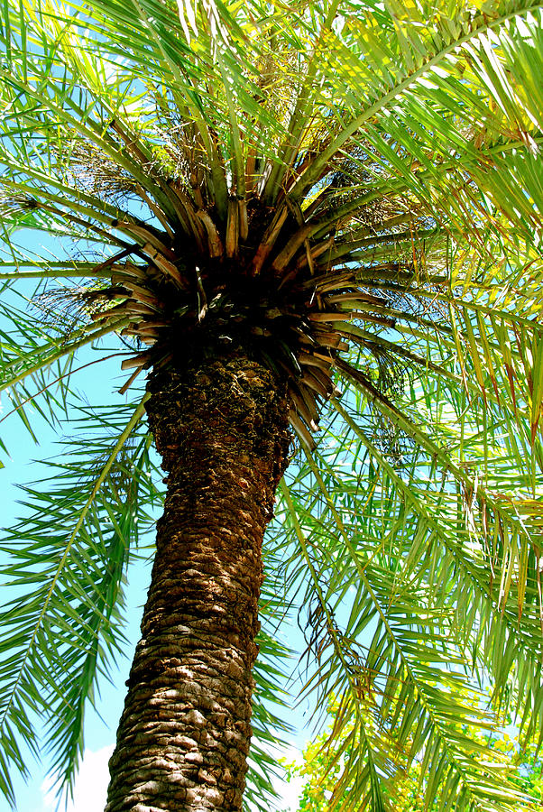 Palm Upview Photograph by Susanne Van Hulst - Fine Art America