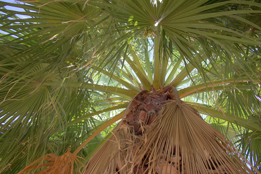 Palm view Photograph by Darrell Foster