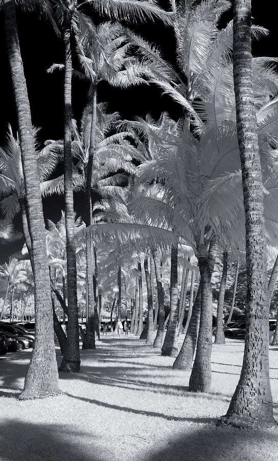 Palm Walkway Photograph by Sean Davey