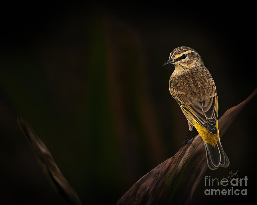 Bird Painting - Palm Warbler by Linda King