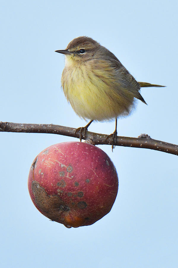 Palm Warbler Apple of Your Eye Photograph by Alan Lenk