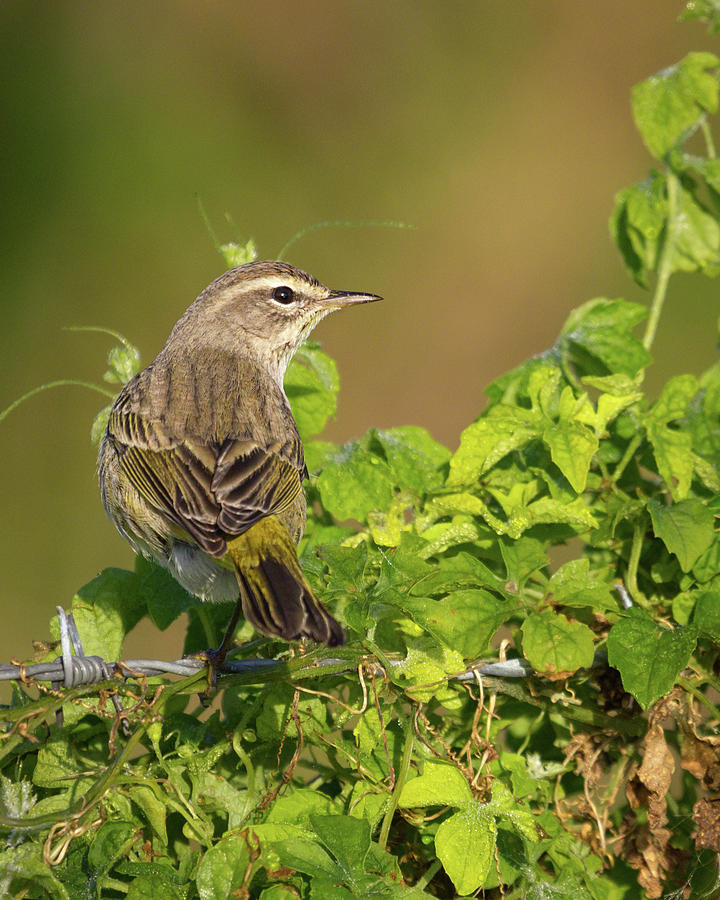 Palm Warbler I Photograph by Dawn Currie