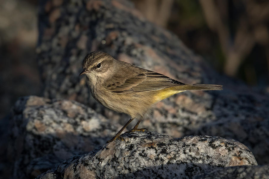 Palm Warbler Photograph by Kevin Giannini