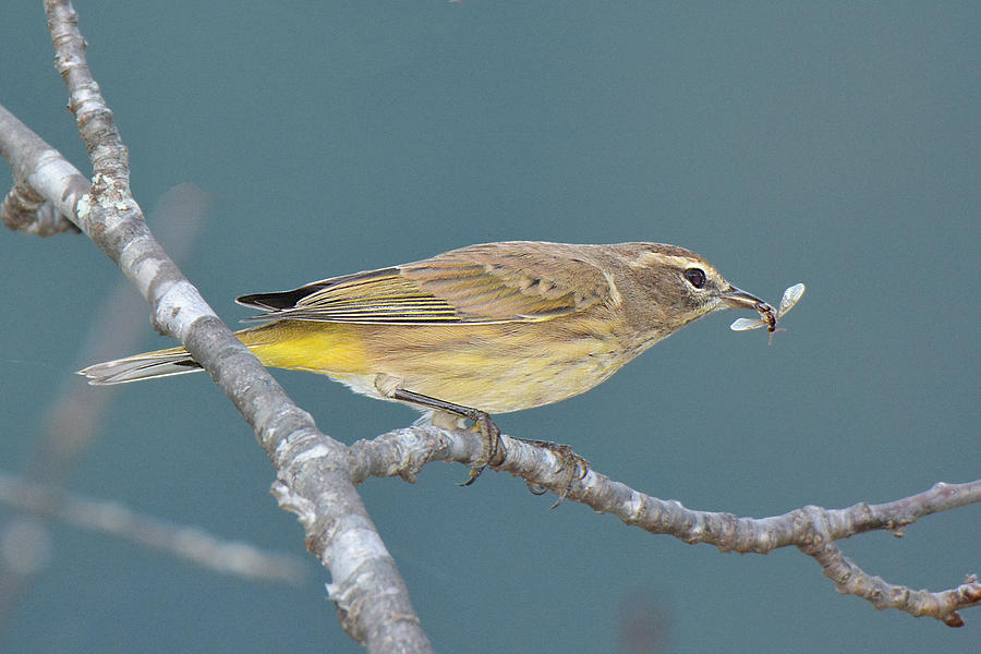 Palm Warbler Lunch Photograph by Alan Lenk