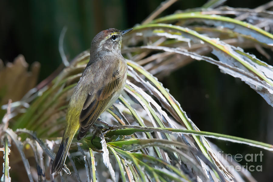 Palm Warbler No.2 Photograph by John Greco