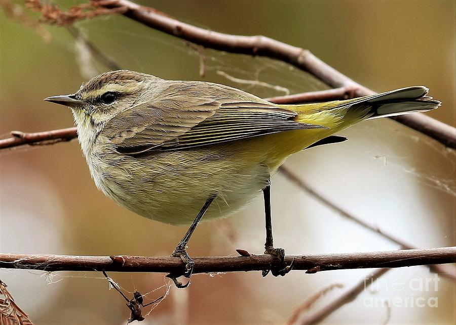 Palm Warbler Songbird Photograph by Diann Fisher