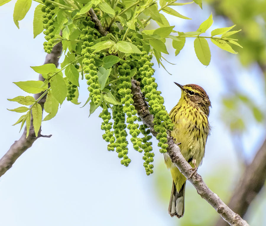 Palm Warbler Photograph by Wes Iversen