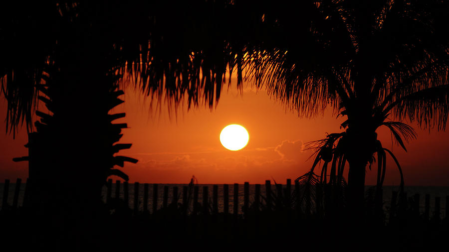 Palm Window Delray Beach Florida Photograph by Lawrence S Richardson Jr