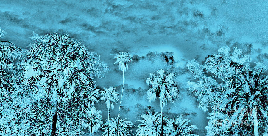 Palmas De Azul Photograph by Keri West