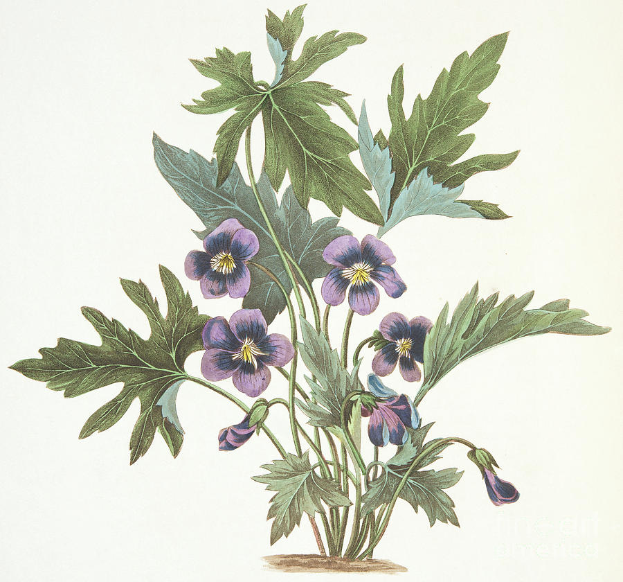 Palmate Leaved Violet Drawing By Margaret Roscoe - Fine Art America