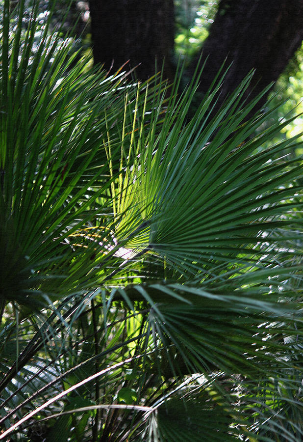 Palmetto Forest II in Pastel Photograph by Suzanne Gaff