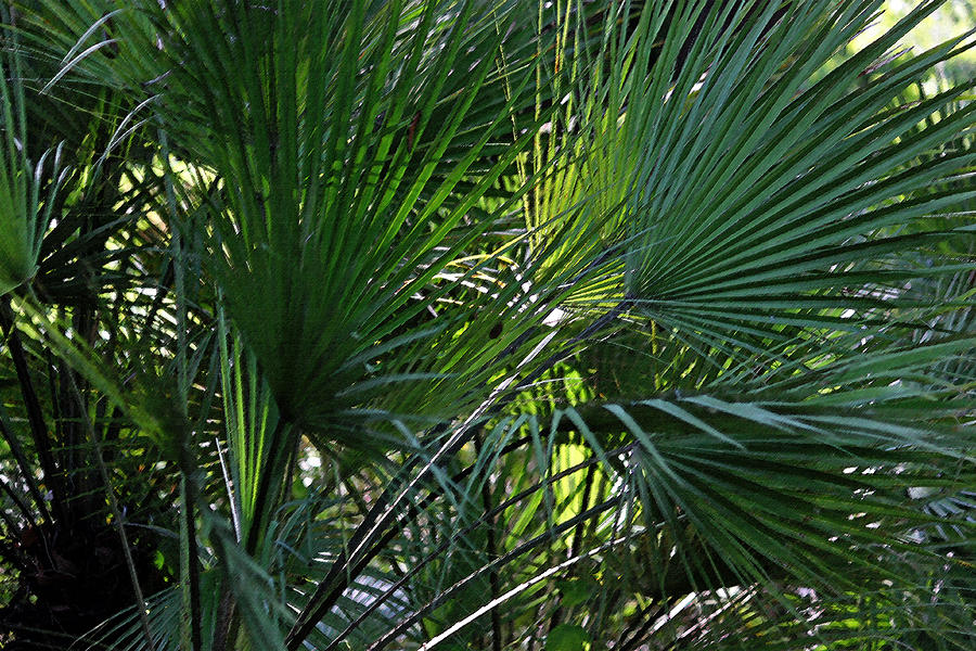 Palmetto Forest in Pastel Photograph by Suzanne Gaff
