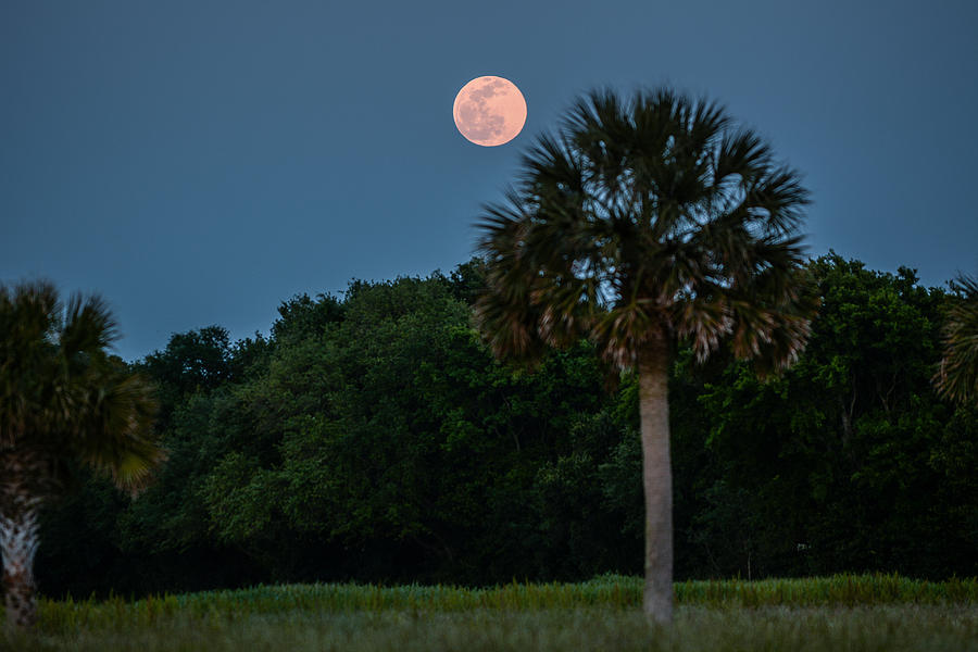 Nature Photograph - Palmetto Full Moon by RC Pics