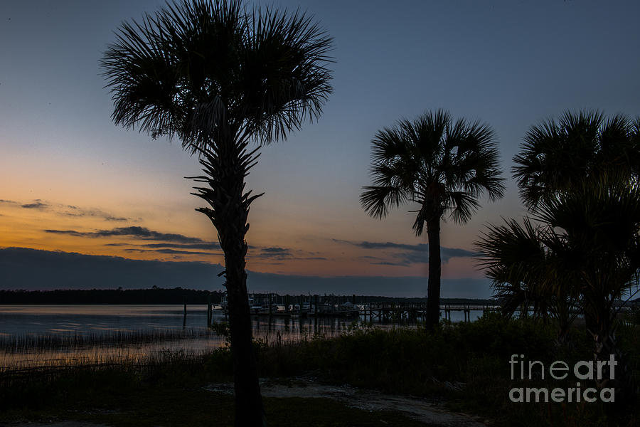 Palmetto Sky Photograph by Dale Powell
