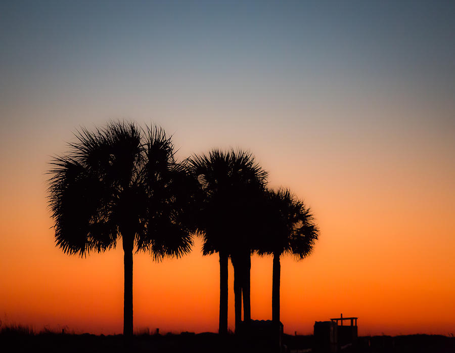 Palmetto State of Mind Photograph by Donnie Whitaker