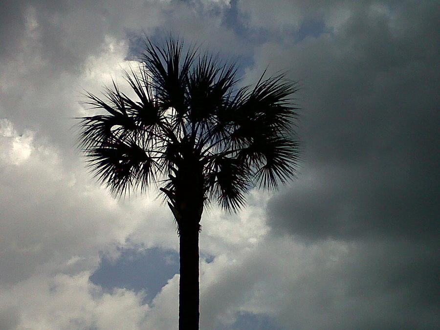 Palmetto Storm Photograph by Thomas Higgins - Fine Art America