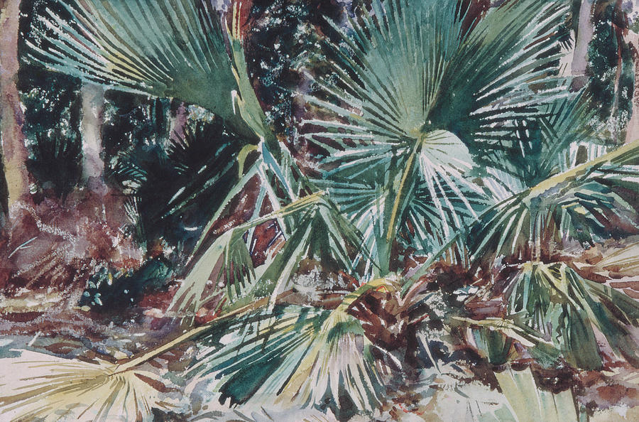 Palmettos Drawing by John Singer Sargent