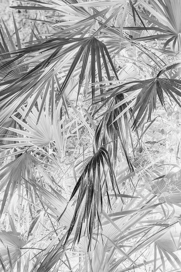 Palmettos Negatives Photograph by Dorothy Cunningham