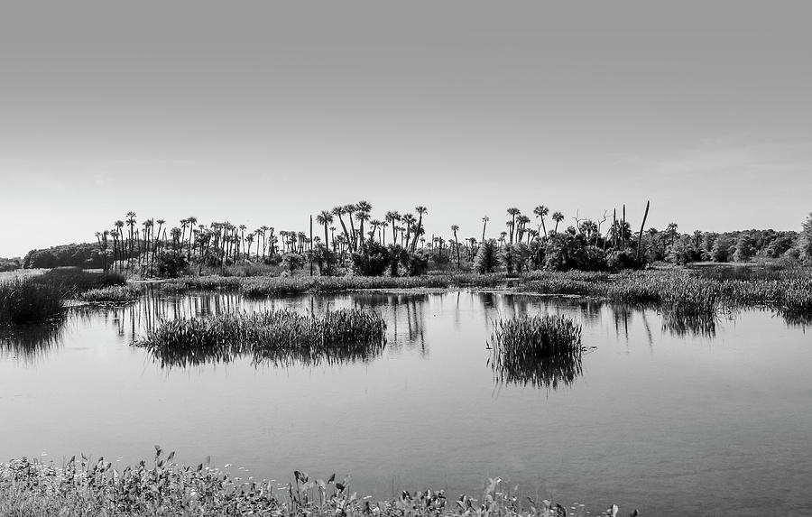 Palms Across the Pond Photograph by Robert Wilder Jr