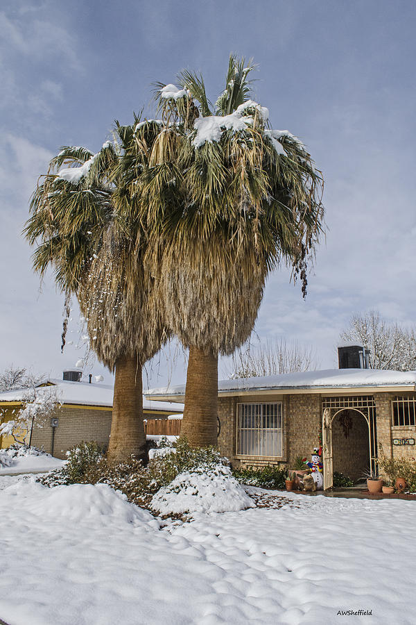 El Paso Photograph - Palms After The Snow by Allen Sheffield