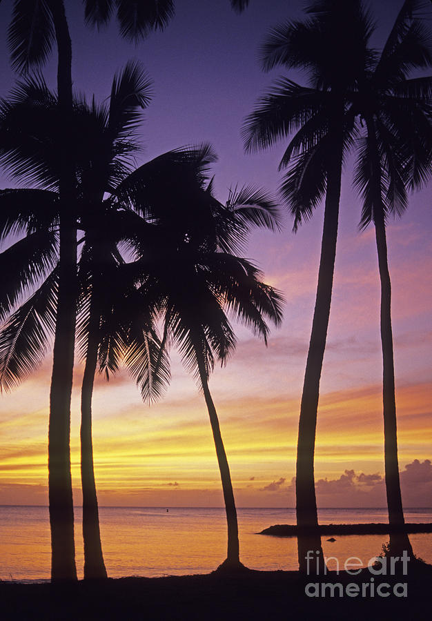 Palms Against Sunset Sky Photograph by Carl Shaneff - Printscapes ...