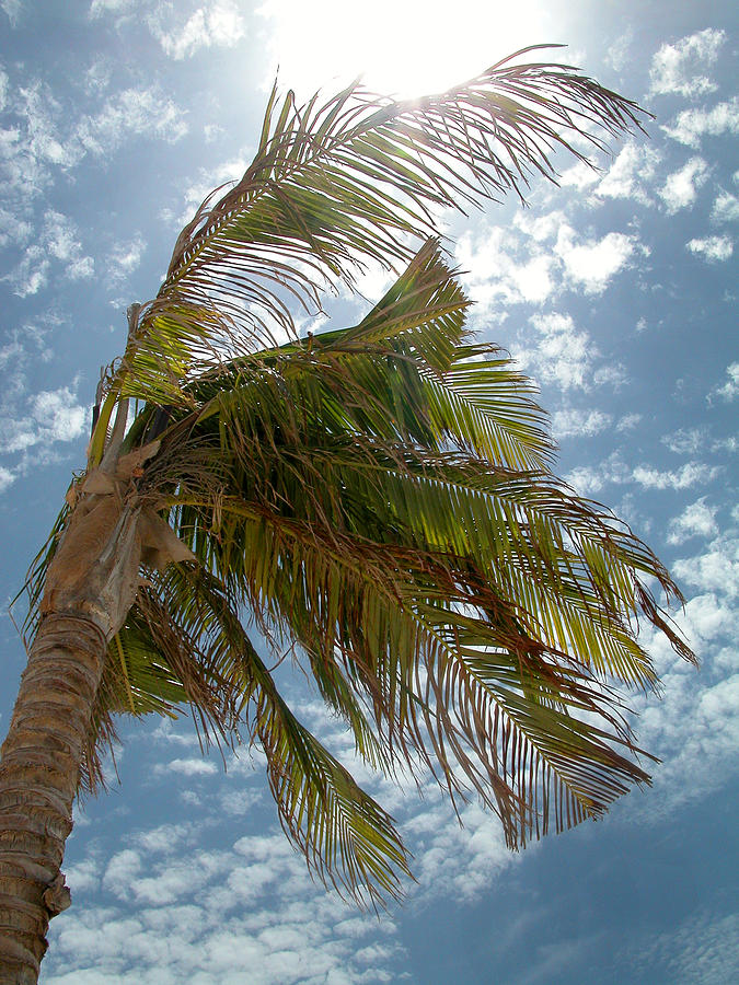 Palms Against the Sky - Mexico Photograph by Frank Mari