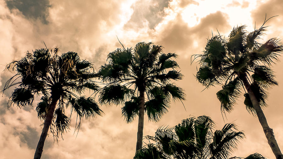 Palms Against the Sky Photograph by Frank Mari
