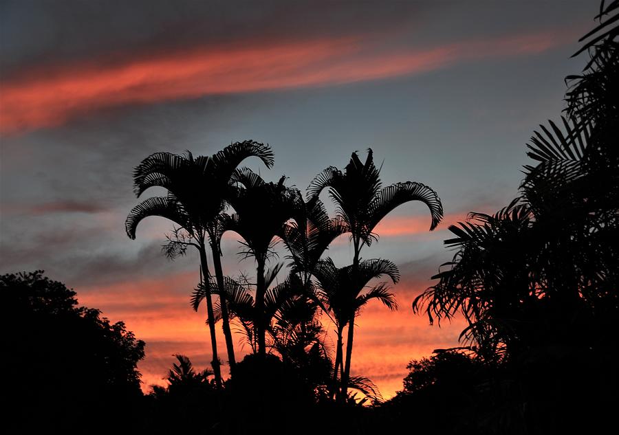 Palms Against the Sun Photograph by Heidi Fickinger