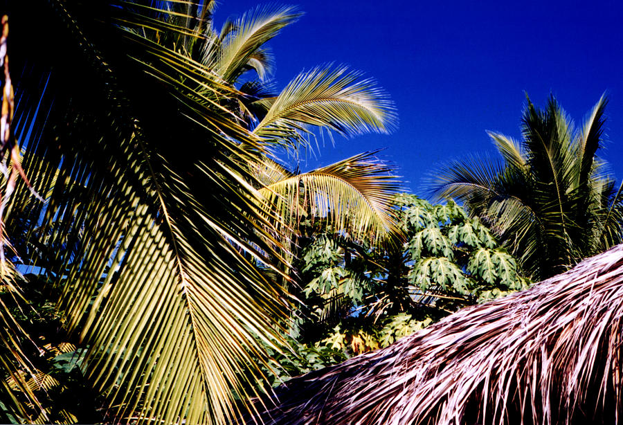 Palms All Around 2 Photograph by Lyle Crump