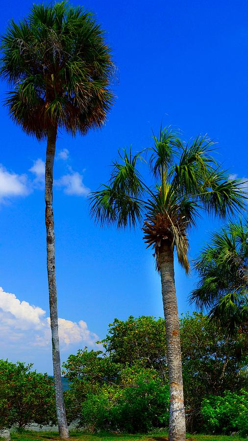 Palms and Blue Sky Photograph by Paul Wilford