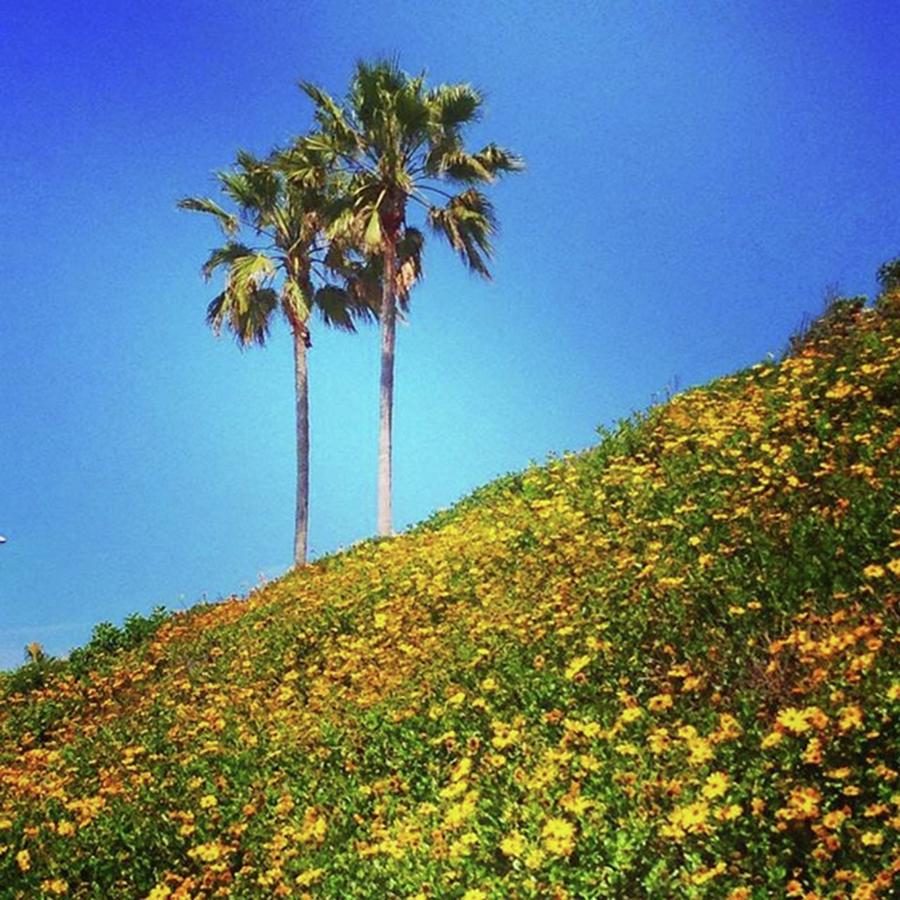 Carlsbad Photograph - Palms And Daisies 🌴🌼 #carlsbad by J Lopez