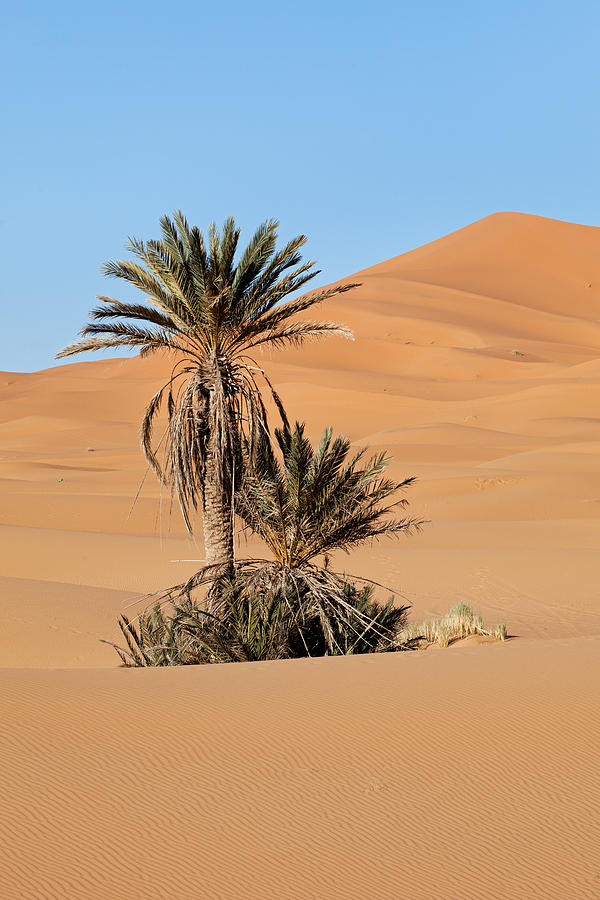 Palms and Dunes Photograph by Aivar Mikko